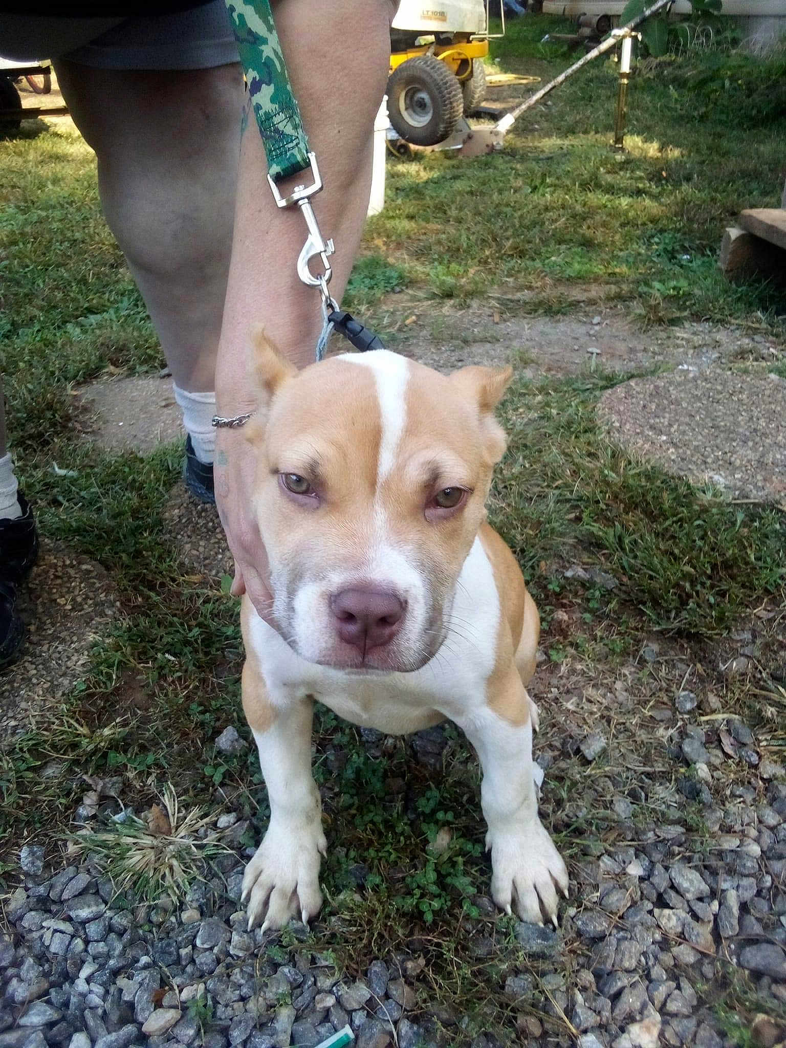 Roscoe