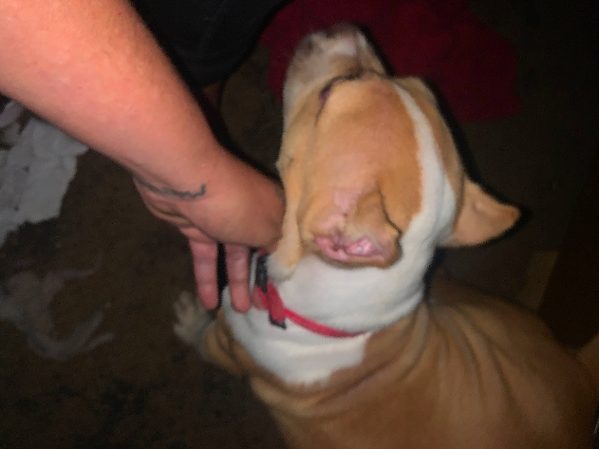 Roscoe is registered to the contest to win money with this photo: canidae, carnivore, companion_dog, dog, dog_breed, fang, fawn, foot, gesture, human_leg, jaw, nail, non_sporting_group, paw, snout, sporting_group, tail, whiskers, wrinkle, wrist