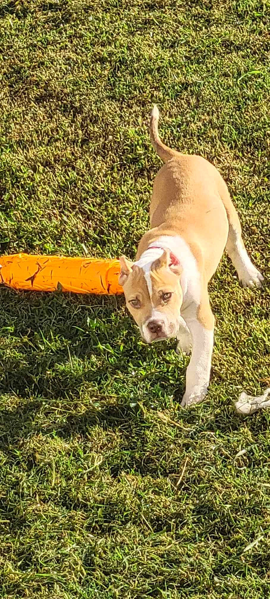 Roscoe is registered to the contest to win money with this photo: canidae, carnivore, collar, companion_dog, dog, dog_breed, dog_collar, dog_supply, fawn, grass, hunting_dog, paw, pet_supply, plant, sporting_group, sports_toy, tail, terrestrial_animal, working_animal, working_dog