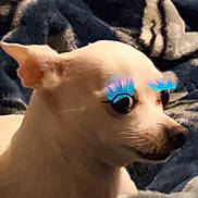 Miss Daisy joined the competition — help win amazing prizes! animal, blanket, closeup, companion, cozy, cute, dog, domestic, ears, eyelashes, face, fur, indoor, looking_sideways, pet, playful, resting, small_dog, soft_texture, white_dog