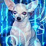Miss Daisy is registered to the contest to win money with this photo: art, canidae, carnivore, companion_dog, darkness, dog, dog_breed, ear, electric_blue, event, fawn, fictional_character, font, graphics, magenta, non_sporting_group, snout, toy_dog, whiskers, working_animal