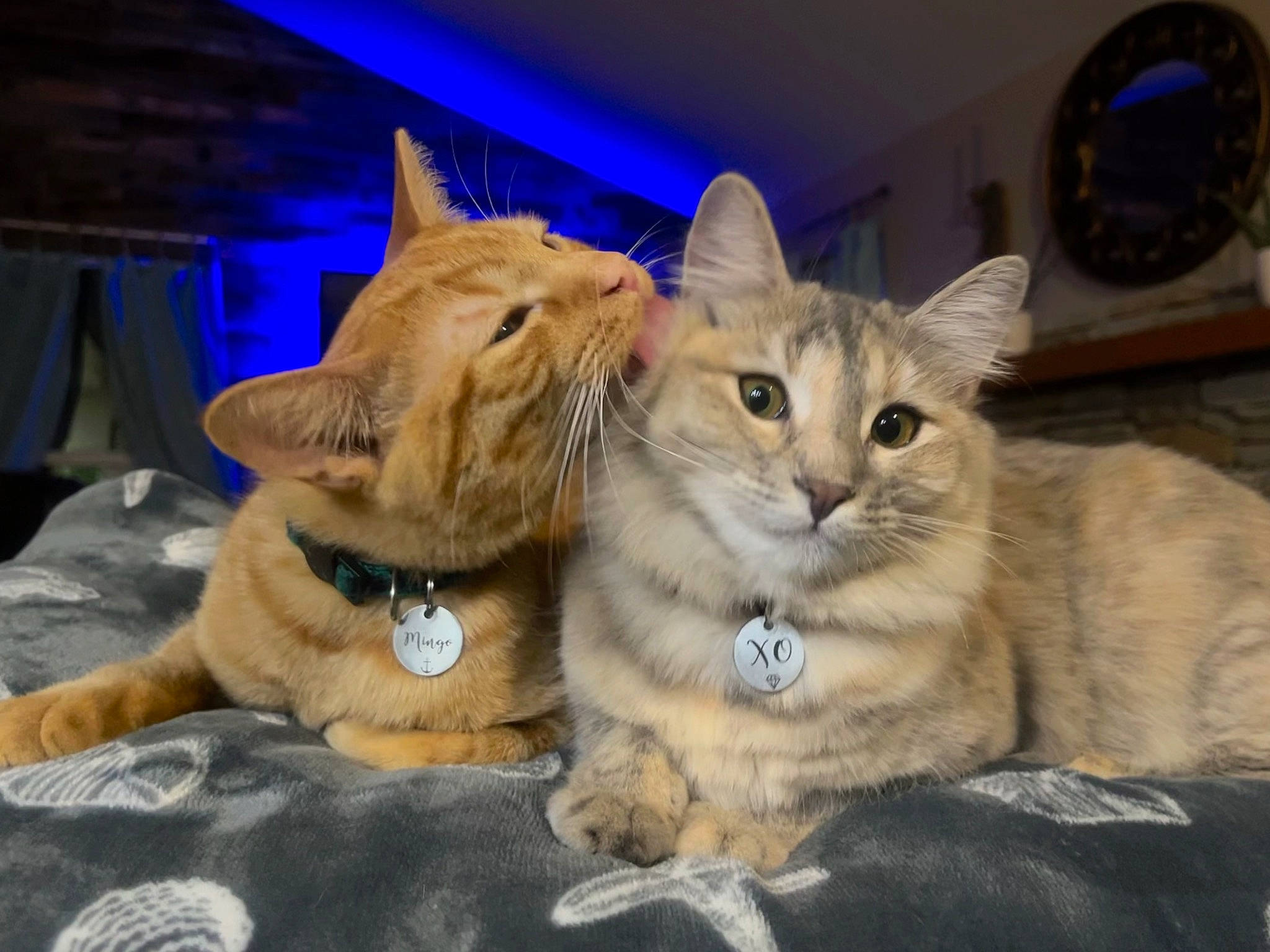 Xo is registered to the contest to win money with this photo: carnivore, cat, claw, clock, clothes_dryer, comfort, domestic_short_haired_cat, fawn, felidae, fur, gesture, home_appliance, mammal, paw, small_to_medium_sized_cats, snout, tail, terrestrial_animal, whiskers, wildlife