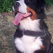 Charlie a rejoint le concours — aidez-le/la à gagner de superbes lots ! dog, bernese_mountain_dog, outdoor, grass, tongue_out, happy, black_harness, pet, canine, fur, animal, nature, mammal, closeup, sitting, ears, nose, mouth, eyes, daylight