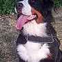 dog, bernese_mountain_dog, outdoor, grass, tongue_out, happy, black_harness, pet, canine, fur, animal, nature, mammal, closeup, sitting, ears, nose, mouth, eyes, daylight