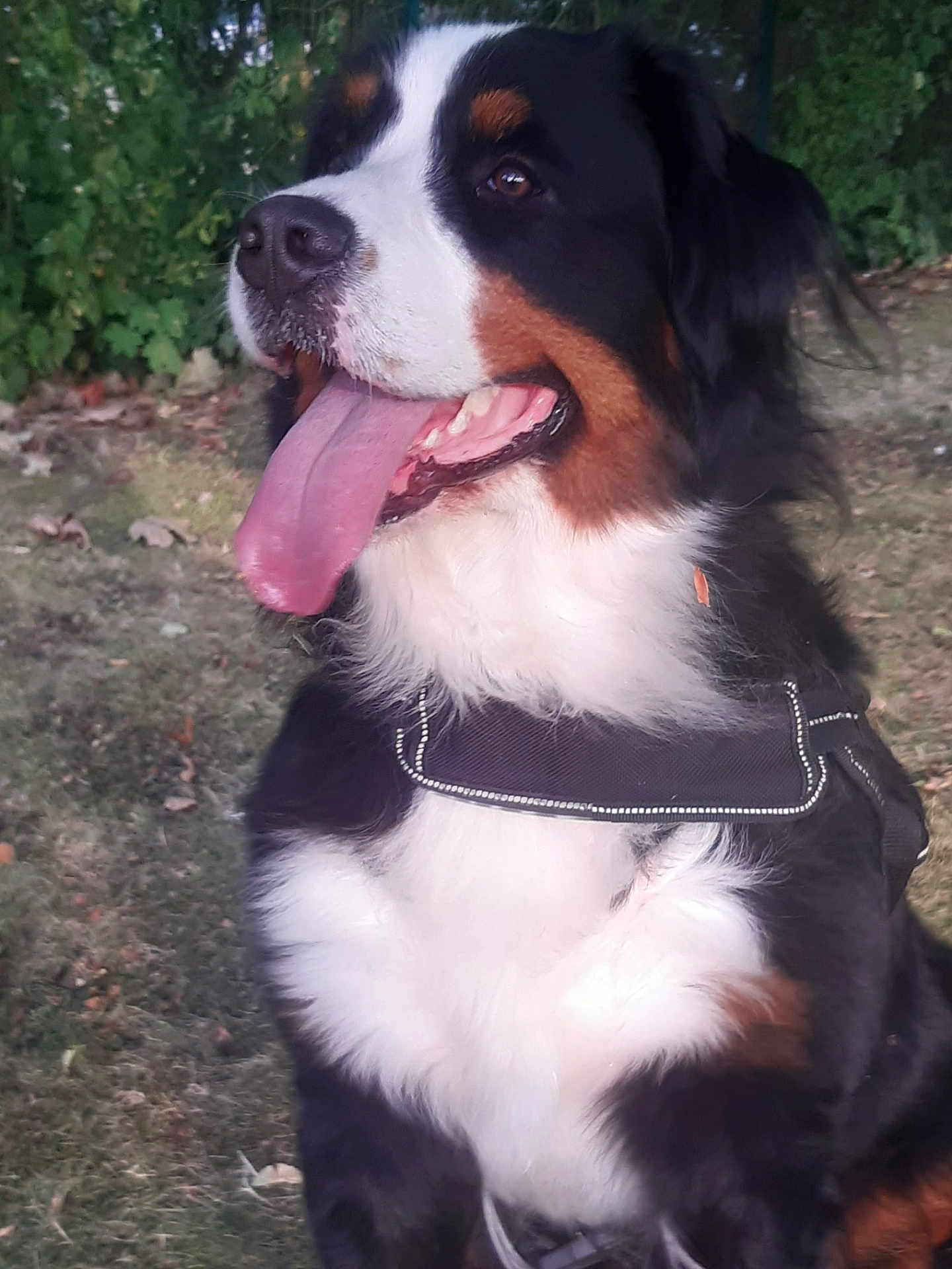 Charlie a rejoint le concours — aidez-le/la à gagner de superbes lots ! dog, bernese_mountain_dog, outdoor, grass, tongue_out, happy, black_harness, pet, canine, fur, animal, nature, mammal, closeup, sitting, ears, nose, mouth, eyes, daylight