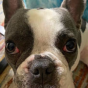Sophiea is registered to the contest to win money with this photo: dog, french_bulldog, close_up, pet, animal, cute, face, ears, nose, whiskers, fur, indoor, carpet, curious, brown_eyes, snout, domestic_animal, companion, portrait, canine