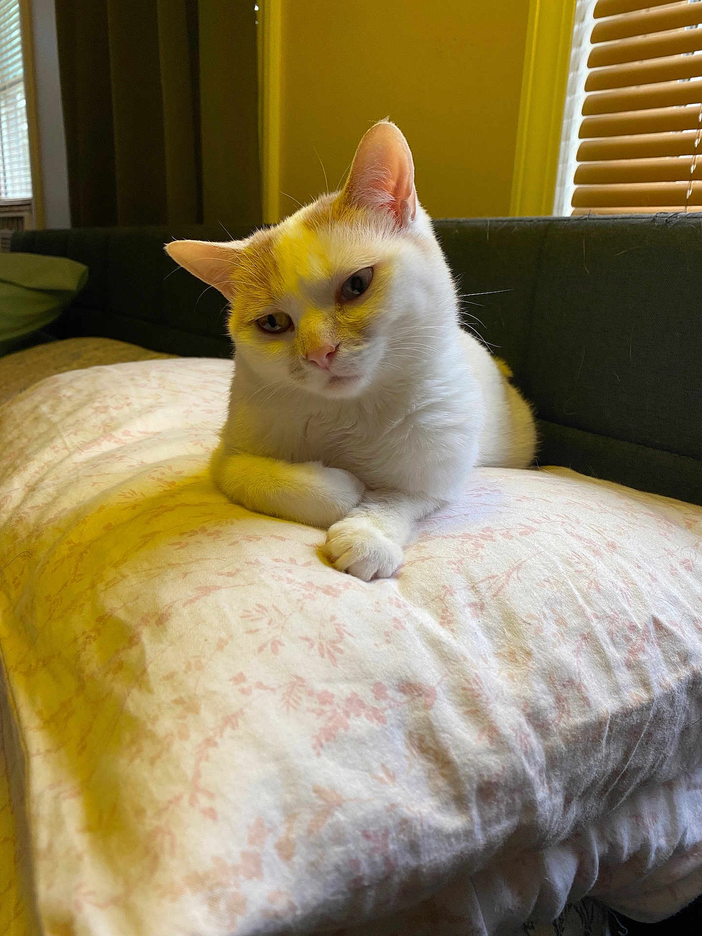 Marshmallow joined the competition — help win amazing prizes! cat, pet, indoor, pillow, floral_pattern, feline, white_cat, orange_markings, relaxed, cozy, window, curtains, sofa, resting, closeup, animal, home, domestic, cute, soft_fabric