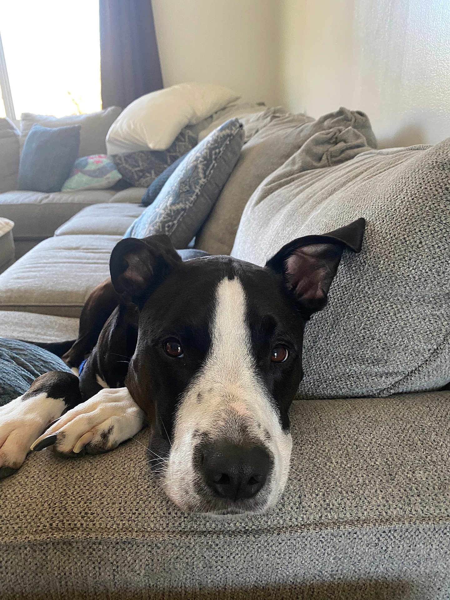 Tuxedo