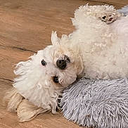 Tego is registered to the contest to win money with this photo: dog, white, fluffy, curly_fur, floor, wooden_floor, pillow, gray_pillow, pet, lying_down, cute, domestic_animal, indoor, animal_face, fur, relaxed, companion, small_dog, canine, cozy