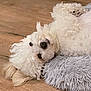 dog, white, fluffy, curly_fur, floor, wooden_floor, pillow, gray_pillow, pet, lying_down, cute, domestic_animal, indoor, animal_face, fur, relaxed, companion, small_dog, canine, cozy