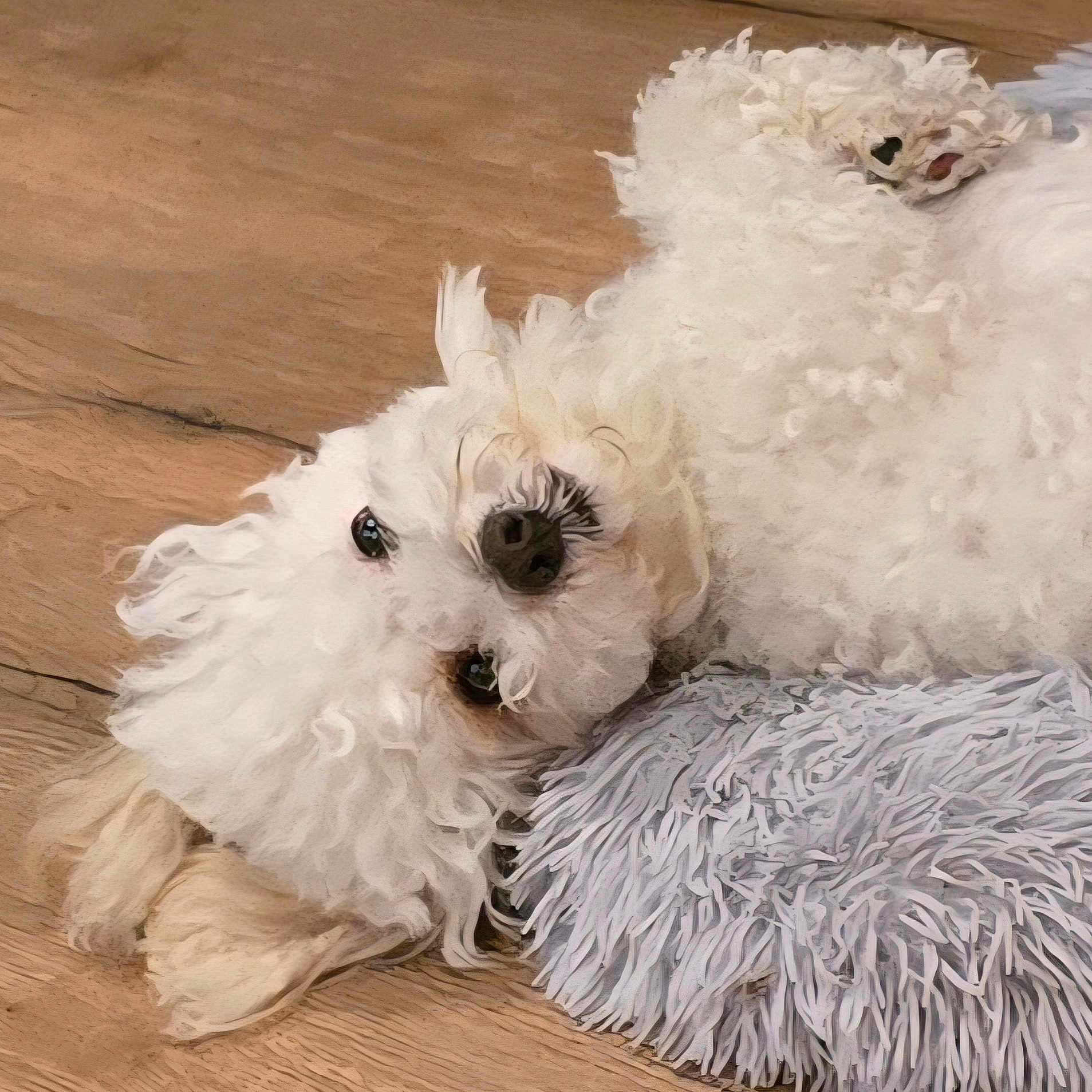 Tego is registered to the contest to win money with this photo: animal_face, canine, companion, cozy, curly_fur, cute, dog, domestic_animal, floor, fluffy, fur, gray_pillow, indoor, lying_down, pet, pillow, relaxed, small_dog, white, wooden_floor