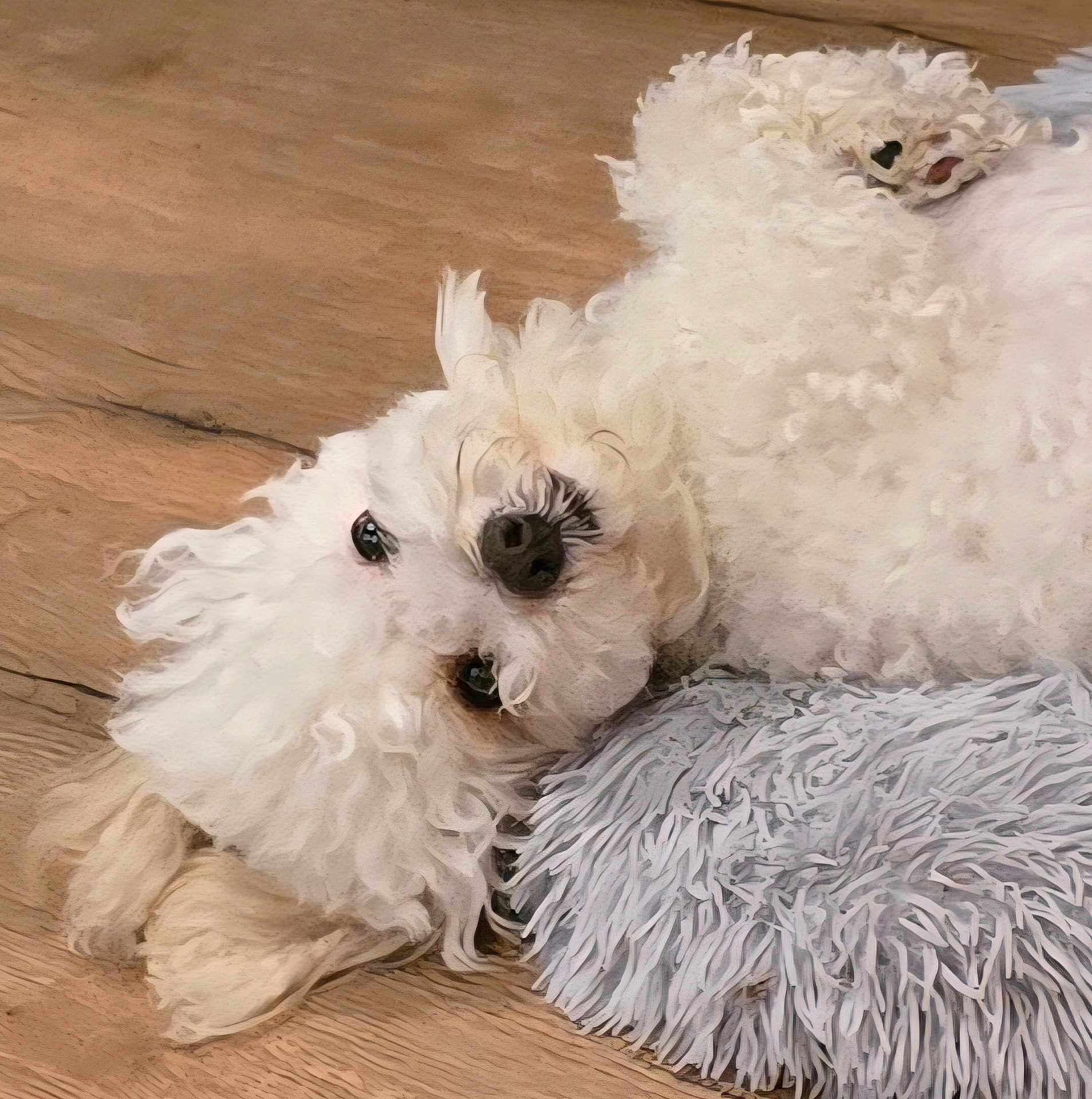 Tego is registered to the contest to win money with this photo: dog, white, fluffy, curly_fur, floor, wooden_floor, pillow, gray_pillow, pet, lying_down, cute, domestic_animal, indoor, animal_face, fur, relaxed, companion, small_dog, canine, cozy