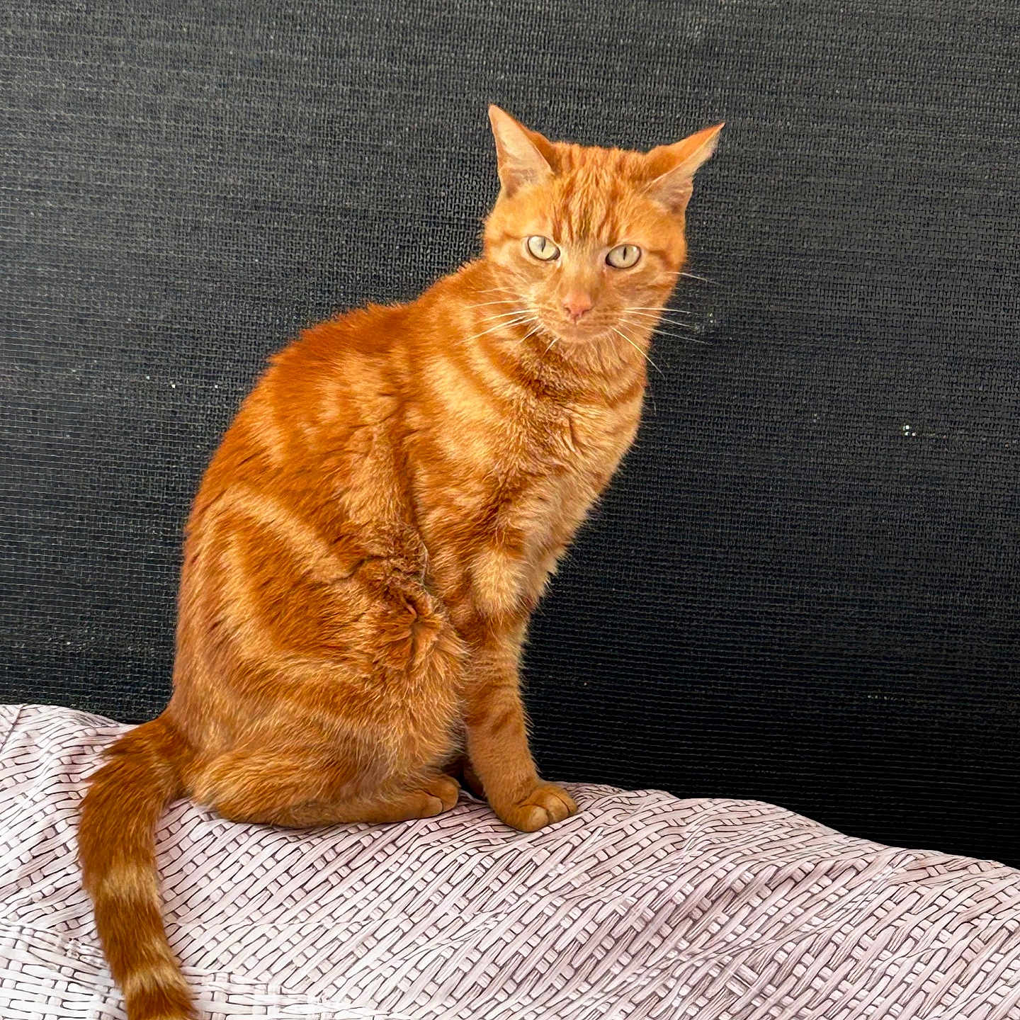 Iz