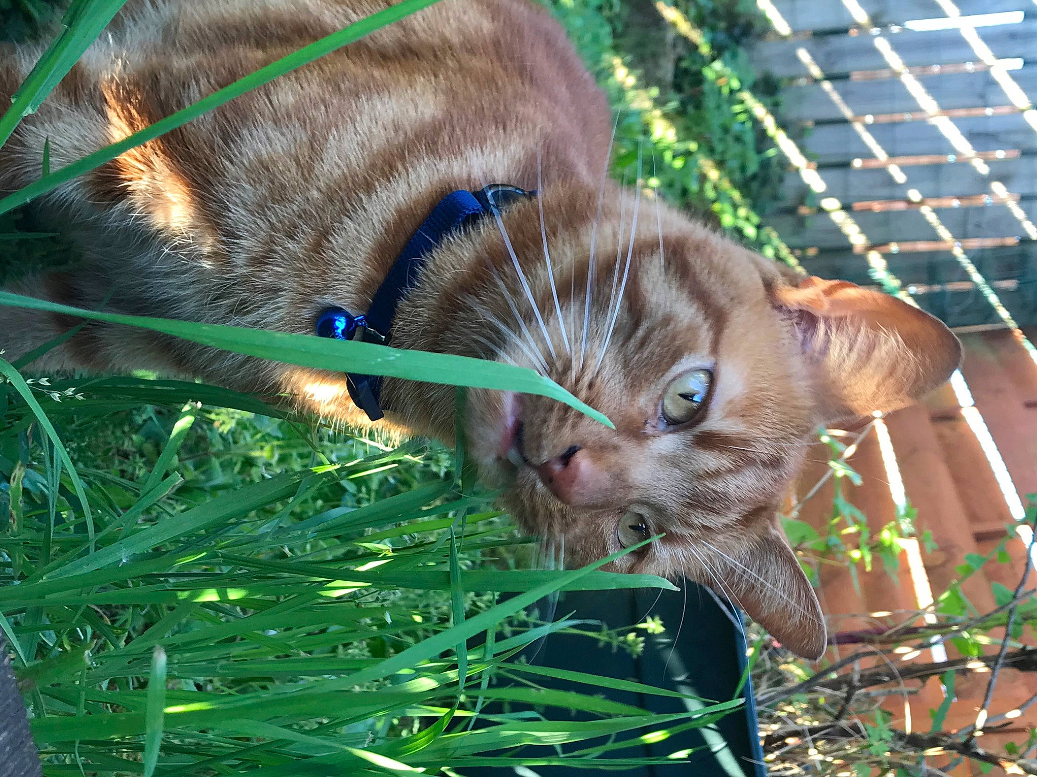 Iz participe au concours pour gagner de l'argent avec cette photo : canidae, carnivore, cat, collar, domestic_short_haired_cat, fawn, felidae, fur, grass, groundcover, herb, hierochloe, plant, small_to_medium_sized_cats, snout, tail, terrestrial_animal, whiskers, wildlife, working_animal