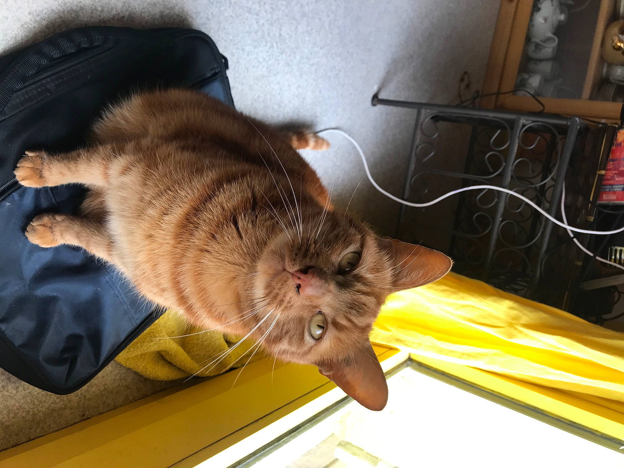 Iz participe au concours pour gagner de l'argent avec cette photo : canidae, carnivore, cat, claw, comfort, dog_breed, domestic_short_haired_cat, fawn, felidae, fur, picture_frame, small_to_medium_sized_cats, snout, sporting_group, tail, whiskers