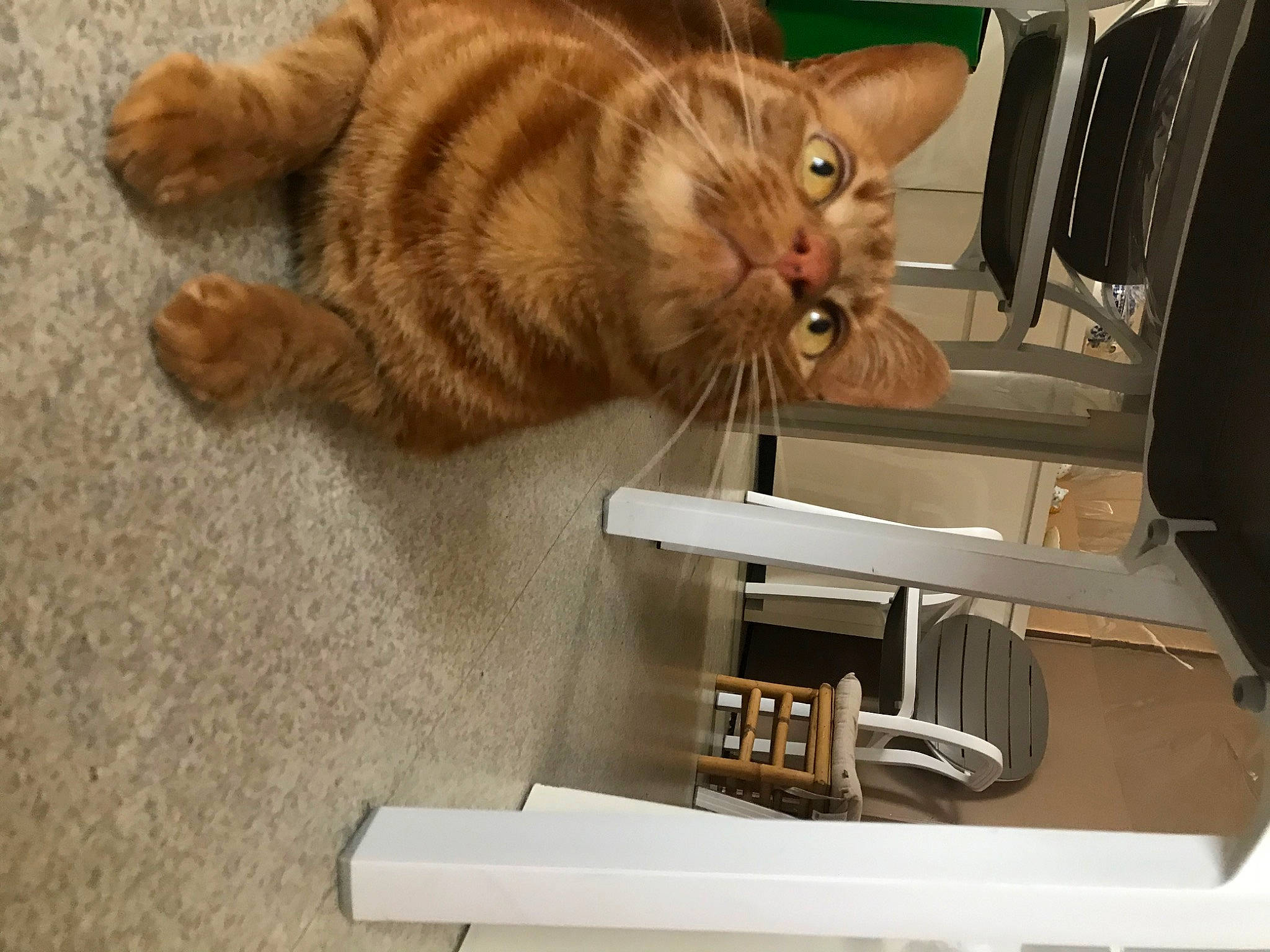 Iz participe au concours pour gagner de l'argent avec cette photo : carnivore, cat, claw, comfort, domestic_short_haired_cat, felidae, fur, machine, metal, office_equipment, paw, room, small_to_medium_sized_cats, tail, whiskers, wood