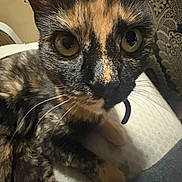 Twinkie is registered to the contest to win money with this photo: cat, tortoiseshell, close_up, yellow_eyes, whiskers, feline, pet, indoor, resting, fur_pattern, animal, mammal, looking, face, ears, curious, domestic_cat, portrait, closeup, furry