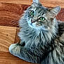 animal, cat, closeup, curious, cute, domestic_cat, feline, fluffy, fur, gray_cat, green_eyes, indoor, looking_up, lying_down, paws, pet, relaxed, tabby, whiskers, wooden_floor