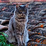 Misty participe au concours pour gagner de l'argent avec cette photo : animal, cat, closeup, daylight, ears, feline, fluffy, fur, gray_cat, green_leaves, moss, nature, outdoor, pet, portrait, roof, sitting, tiles, whiskers, yellow_eyes