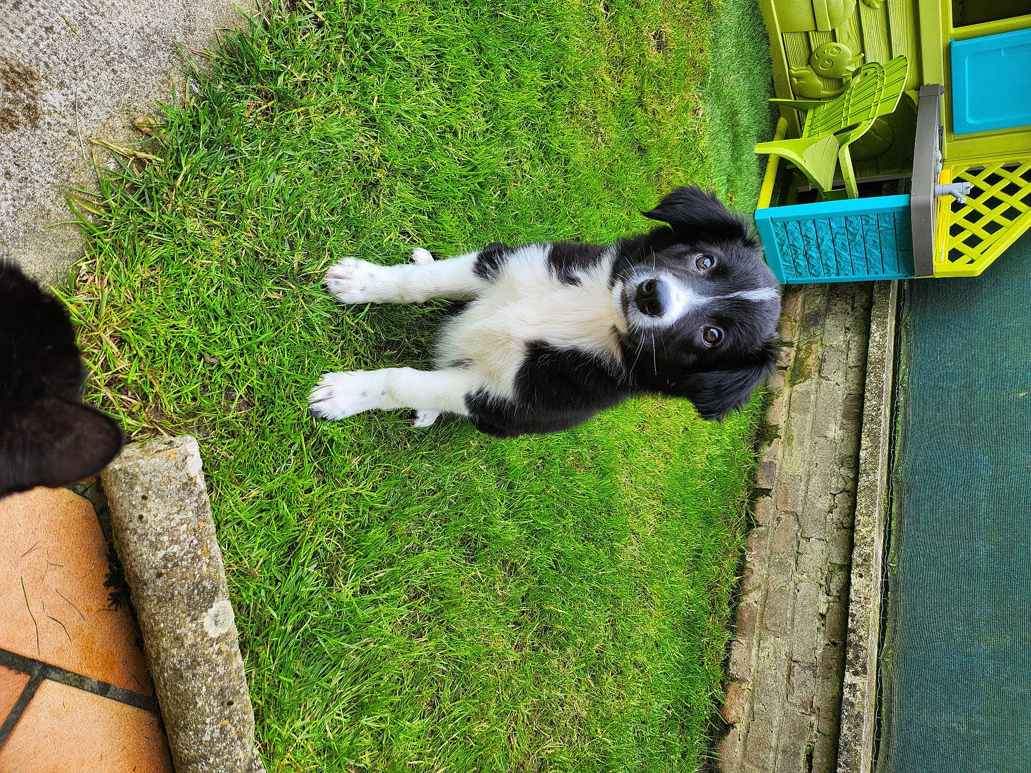 Vaya participe au concours pour gagner de l'argent avec cette photo : canidae, carnivore, companion_dog, dog, dog_breed, dog_supply, garden, grass, green, groundcover, herding_dog, lawn, non_sporting_group, plant, sporting_group, tail, working_animal, working_dog, yard