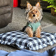 Benson is registered to the contest to win money with this photo: dog, yorkshire_terrier, small_dog, pet, animal, portrait, sitting, sweater, green_sweater, fluffy, long_hair, brown_fur, pointed_ears, indoors, living_room, cushion, checkered_pattern, wicker_basket, houseplant, carpet