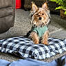 dog, yorkshire_terrier, small_dog, pet, animal, portrait, sitting, sweater, green_sweater, fluffy, long_hair, brown_fur, pointed_ears, indoors, living_room, cushion, checkered_pattern, wicker_basket, houseplant, carpet