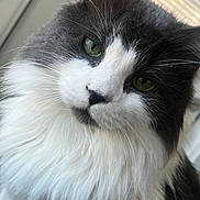 Kit Kat joined the competition — help win amazing prizes! cat, feline, pet, close_up, portrait, fluffy, white_fur, grey_fur, green_eyes, whiskers, nose, ear, indoor, window_blinds, soft_light, gaze, curious, long_hair, domestic_cat, fur_texture