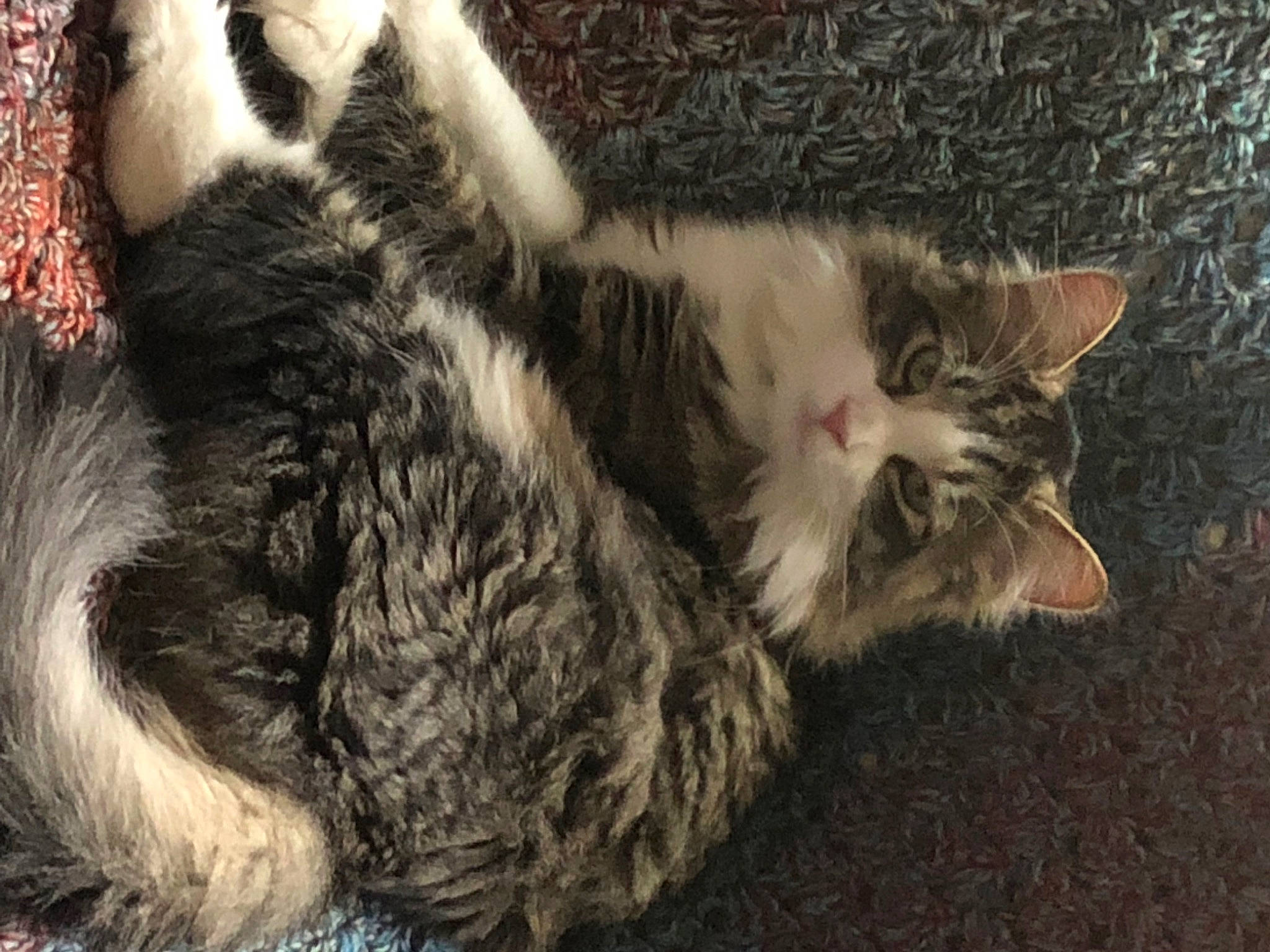 Gilbert joined the competition — help win amazing prizes! carnivore, cat, claw, comfort, domestic_short_haired_cat, felidae, fur, paw, small_to_medium_sized_cats, snout, tail, terrestrial_animal, whiskers