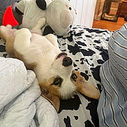 Bailey joined the competition — help win amazing prizes! puppy, dog, bed, blanket, plush_toy, cow_print, indoor, pet, cute, lying_down, fur, ears, mouth_open, toy, cozy, comfort, home, sleepy, resting, animal