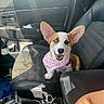 Bailey is registered to the contest to win money with this photo: dog, corgi, puppy, car_interior, leather_seat, bandana, heterochromia, sunlight, shadow, cup, seatbelt, window, door, happy, pet, smiling, front_seat, animal, domestic_animal, vehicle