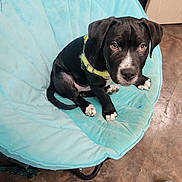 Chomper joined the competition — help win amazing prizes! puppy, dog, black_dog, white_markings, sitting, chair, blue_chair, indoor, floor, tile_floor, pet, cute, animal, young_dog, collar, looking_up, household, domestic, adorable, canine