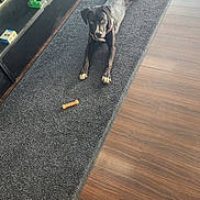 Chomper joined the competition — help win amazing prizes! animal, black_dog, bone, box, canine, carpet, collar, dog, domestic_animal, flooring, house, indoor, laying_down, looking, pet, reflection, resting, rug, treat, wooden_floor