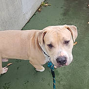 Simba joined the competition — help win amazing prizes! animal, autumn_leaves, background, black_nose, canine, collar, concrete, curious, daylight, dog, green_floor, leash, light_brown, looking_up, outdoor, pet, side_view, standing, wall, white_markings