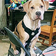 Simba joined the competition — help win amazing prizes! dog, harness, chair, indoor, pet, furniture, yarn, wooden_chair, floor, tile_floor, table, colorful, animal, canine, seat, domestic_animal, leash, brown_dog, sitting, household