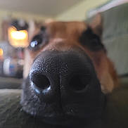 Lilith is registered to the contest to win money with this photo: dog, close_up, nose, blurred_background, pet, animal, snout, indoor, fur, cute, curious, portrait, muzzle, canine, whiskers, brown, black, texture, soft_focus, domestic