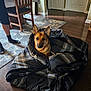 Lilith is registered to the contest to win money with this photo: dog, german_shepherd, blanket, indoor, wooden_floor, chair, rug, person, socks, legs, home, cozy, pet, animal, brown, black, striped, furniture, comfort, relaxation
