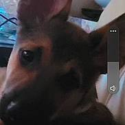 Lilith joined the competition — help win amazing prizes! animal, black, blur, brown, canine, close_up, companion, cute, dog, domestic_animal, ears, face, fur, indoors, low_light, pet, portrait, puppy, resting, young