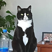 Dexter joined the competition — help win amazing prizes! cat, tuxedo_cat, black_and_white, sitting, indoor, plant, water_bottle, wooden_surface, furniture, photo_frame, dressing_table, pet, domestic_animal, green_leaves, eyes, face, animal_portrait, houseplant, still_life, calm
