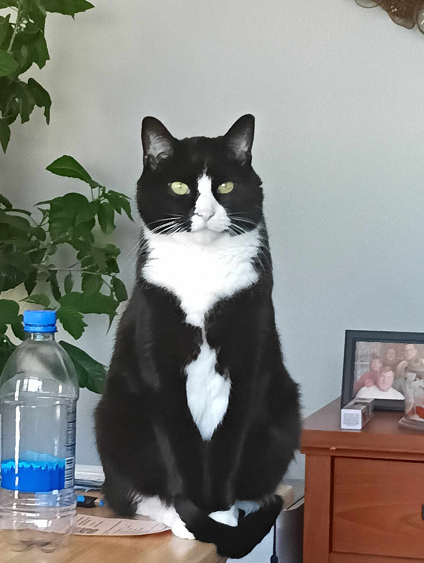 Dexter joined the competition — help win amazing prizes! cat, tuxedo_cat, black_and_white, sitting, indoor, plant, water_bottle, wooden_surface, furniture, photo_frame, dressing_table, pet, domestic_animal, green_leaves, eyes, face, animal_portrait, houseplant, still_life, calm