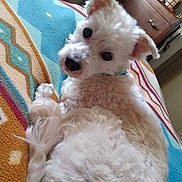 Chico joined the competition — help win amazing prizes! dog, white_dog, curled_up, blanket, patterned_blanket, indoor, furniture, wooden_drawer, cozy, pet, animal, looking_back, curious, fluffy, bed, home, domestic, relaxed, companion, cute