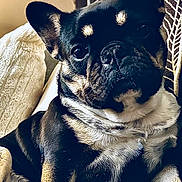 Chanel participe au concours pour gagner de l'argent avec cette photo : dog, french_bulldog, pet, black_and_tan, close_up, indoor, couch, blanket, pillow, resting, face, ears, fur, animal, companion, cute, portrait, relaxed, domestic, canine