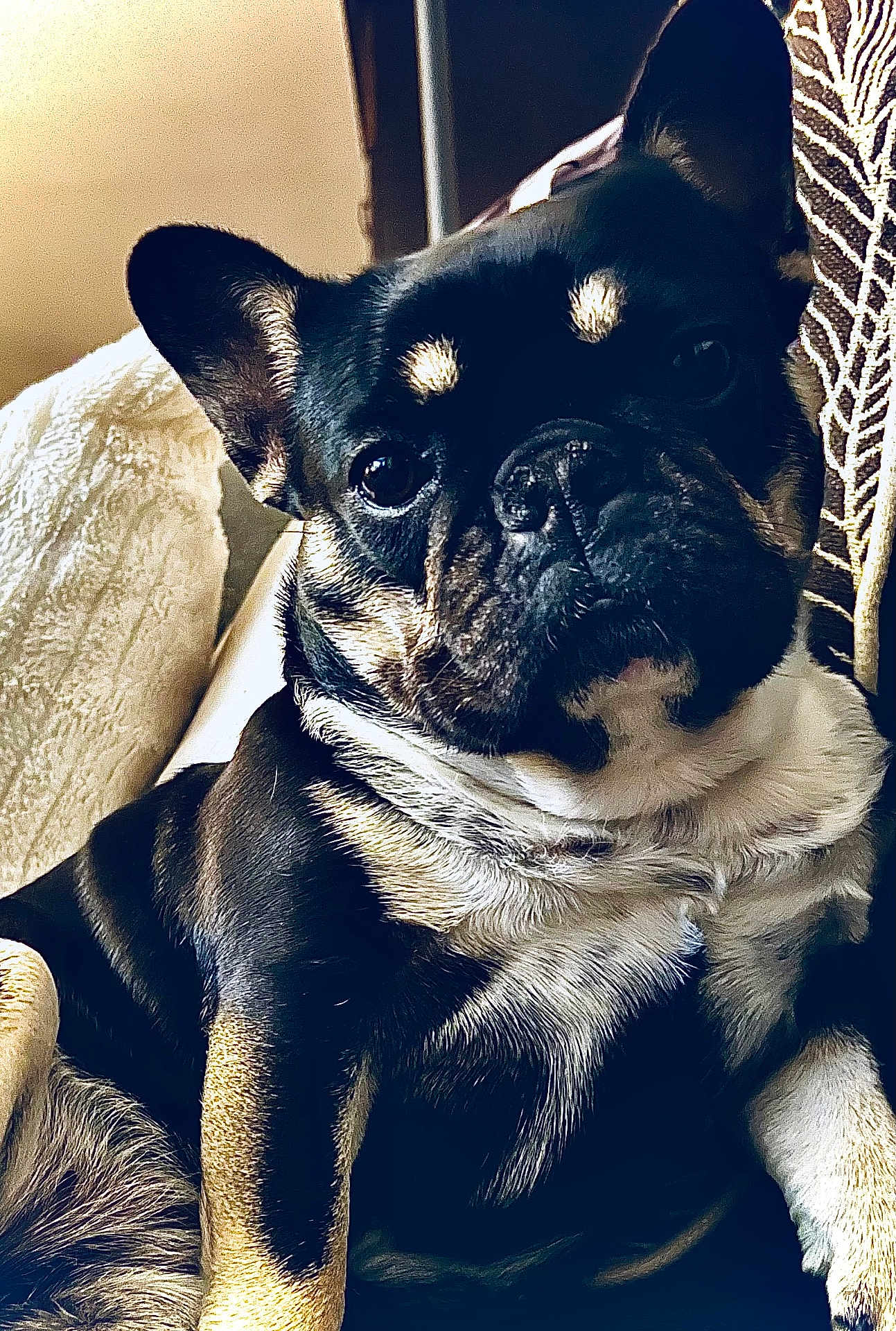 Chanel participe au concours pour gagner de l'argent avec cette photo : dog, french_bulldog, pet, black_and_tan, close_up, indoor, couch, blanket, pillow, resting, face, ears, fur, animal, companion, cute, portrait, relaxed, domestic, canine