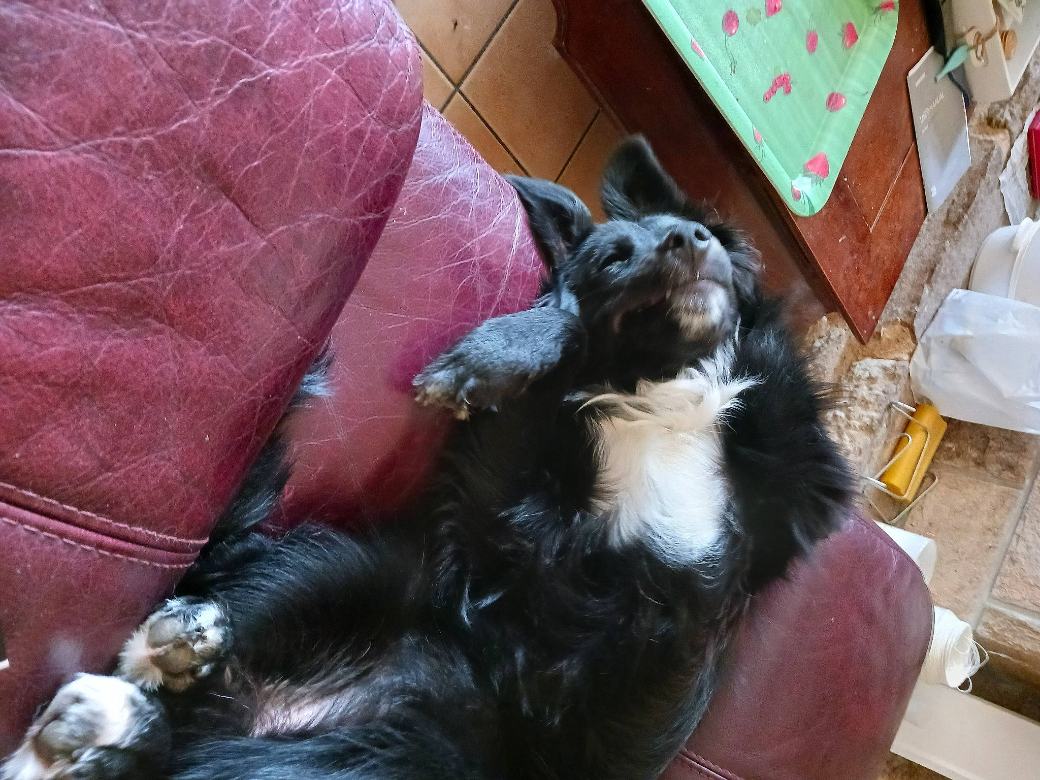 Taïga participe au concours pour gagner de l'argent avec cette photo : box, canidae, carnivore, claw, comfort, companion_dog, dog, dog_breed, dog_supply, felidae, fur, shipping_box, small_to_medium_sized_cats, snout, sporting_group, tail, terrestrial_animal, toy_dog, whiskers, working_animal