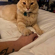 Julius James is registered to the contest to win money with this photo: cat, orange_cat, pet, bed, hand, paws, collar, bell, indoor, cozy, affection, feline, animal, white_bedspread, person, tattoo, fur, resting, close_up, gentle