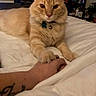 cat, orange_cat, pet, bed, hand, paws, collar, bell, indoor, cozy, affection, feline, animal, white_bedspread, person, tattoo, fur, resting, close_up, gentle