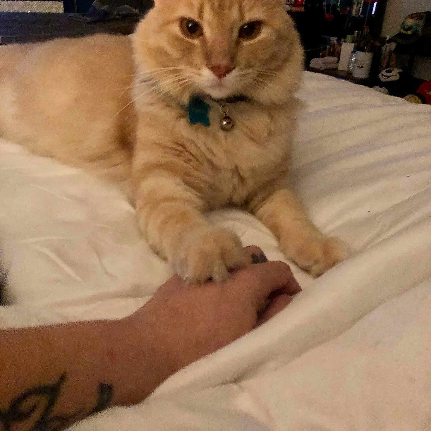Julius James is registered to the contest to win money with this photo: cat, orange_cat, pet, bed, hand, paws, collar, bell, indoor, cozy, affection, feline, animal, white_bedspread, person, tattoo, fur, resting, close_up, gentle