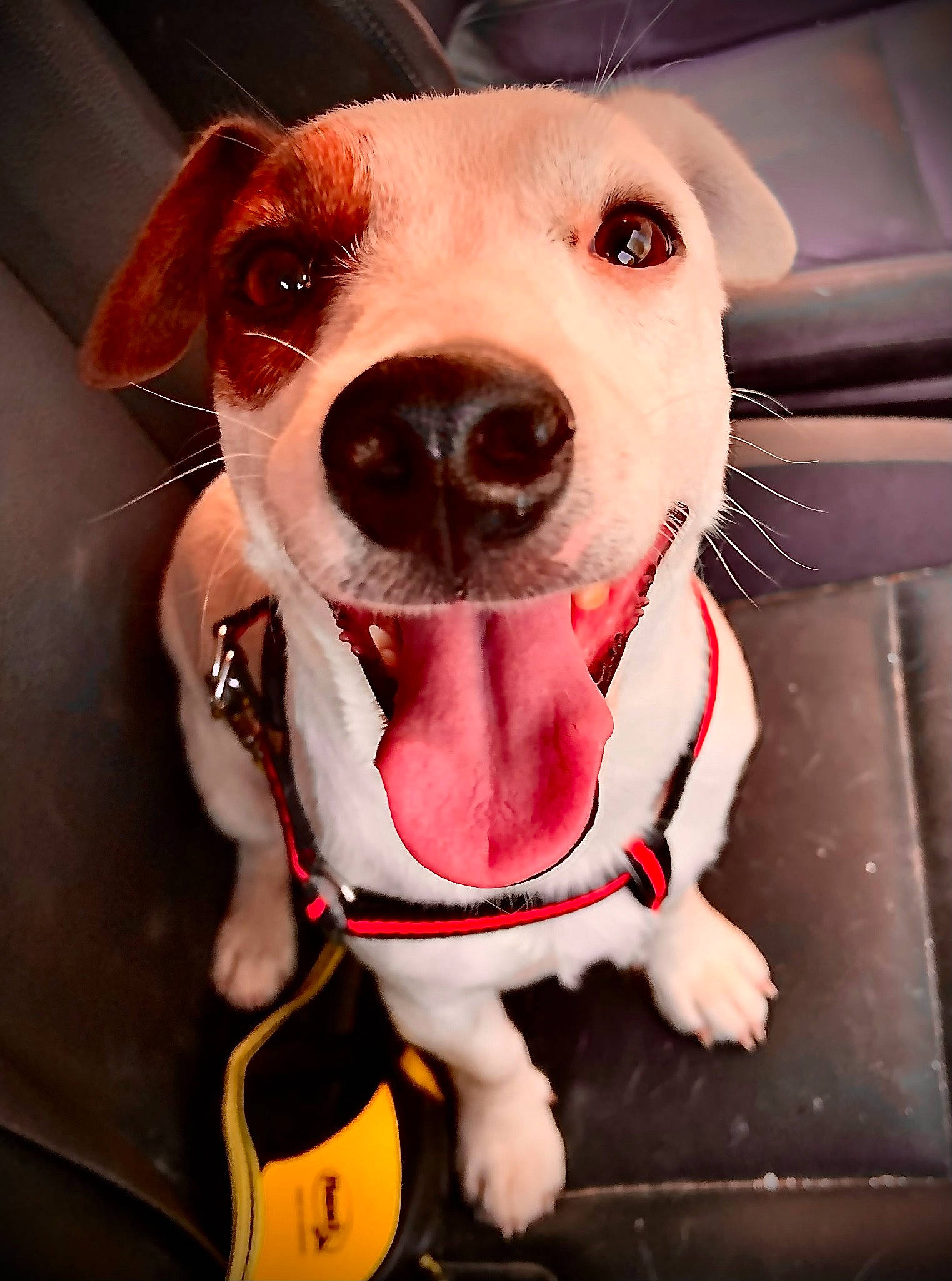 Cookies a rejoint le concours — aidez-le/la à gagner de superbes lots ! carnivore, collar, companion_dog, dog, dog_breed, dog_clothes, dog_collar, dog_supply, eyewear, fashion_accessory, fawn, fur, jaw, leash, pet_supply, pink, snout, sporting_group, whiskers, working_animal