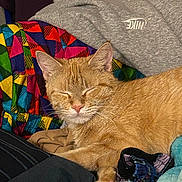 Gizmo joined the competition — help win amazing prizes! cat, orange_tabby, sleeping, clothing, colorful, fabric, nike, textile, pet, cozy, indoor, resting, multicolored, apparel, folded_clothes, soft, fur, casual, relaxed, domestic_animal
