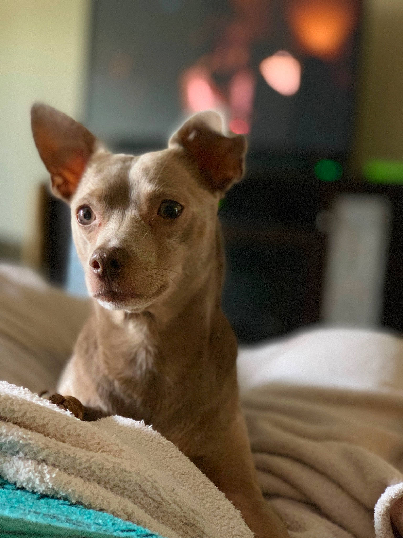 Syd is registered to the contest to win money with this photo: american_hairless_terrier, canidae, carnivore, chihuahua, companion_dog, dog, dog_breed, ear, fawn, mammal, puppy, snout, toy_dog, vertebrate, whiskers