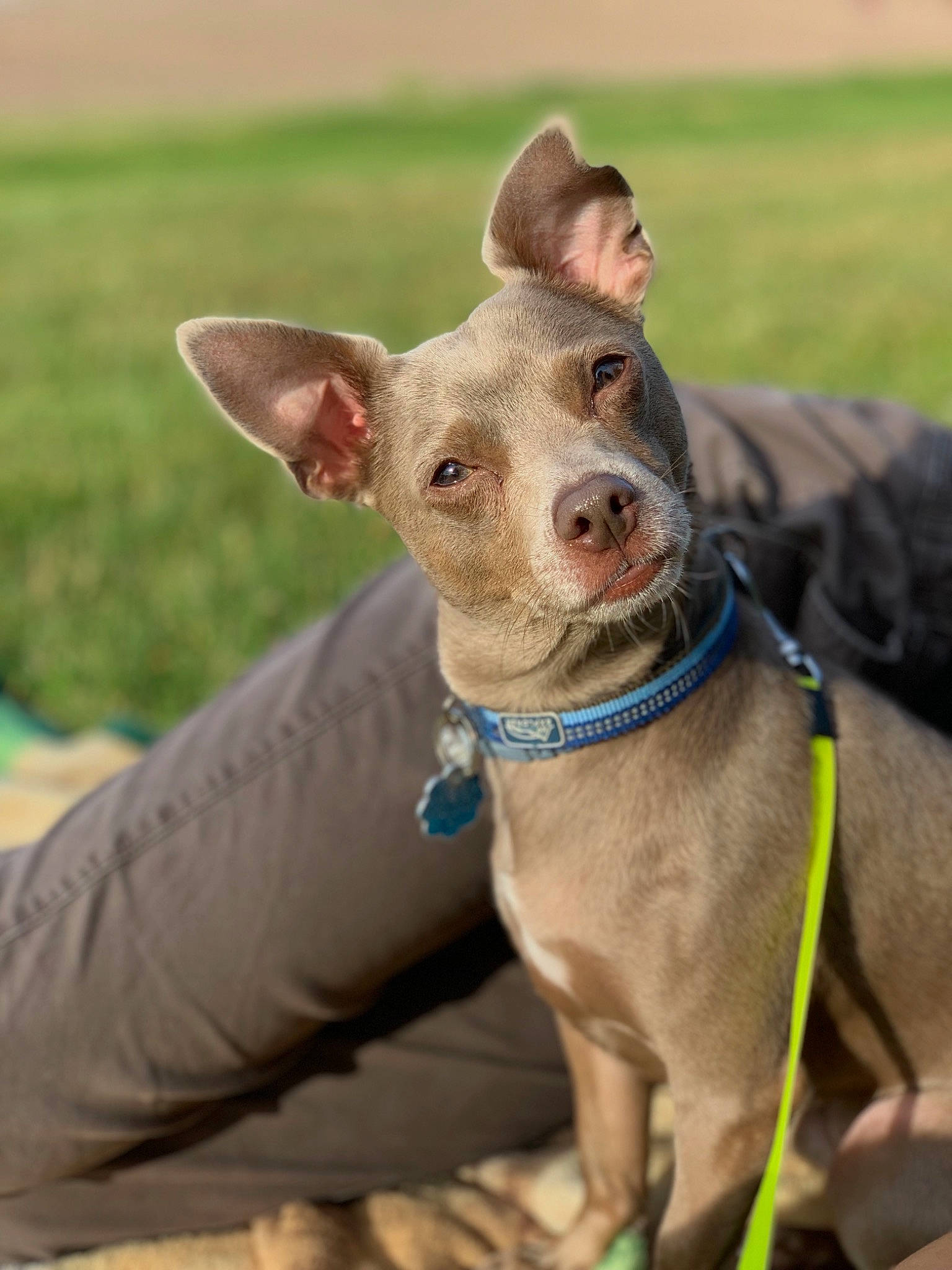 Syd is registered to the contest to win money with this photo: american_hairless_terrier, canidae, carnivore, companion_dog, dog, dog_breed, dog_collar, fawn, ibizan_hound, mammal, mexican_hairless_dog, peruvian_hairless_dog, snout, sporting_group, thai_ridgeback, vertebrate